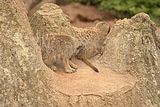 leipzig zoo-01_07_2011_zoo_allgemein_271